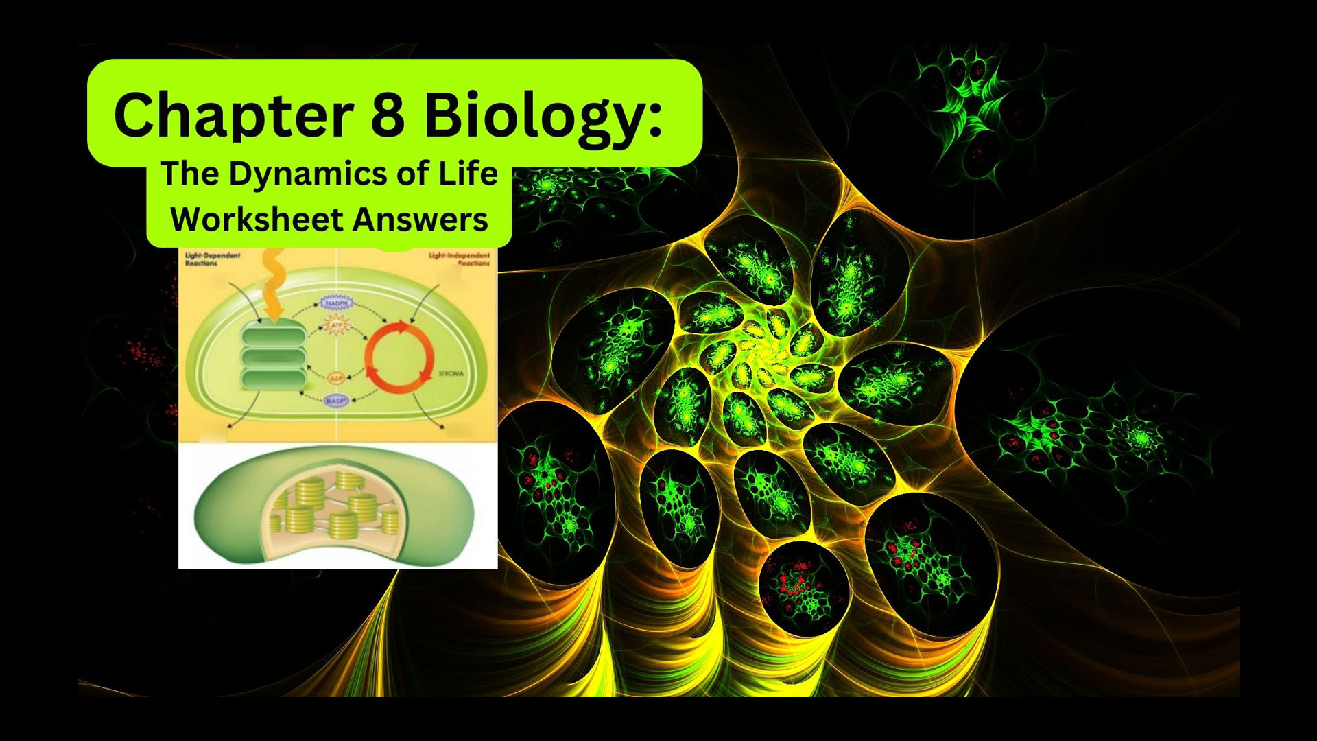 Chapter 8 Biology: The Dynamics of Life Worksheet Answers